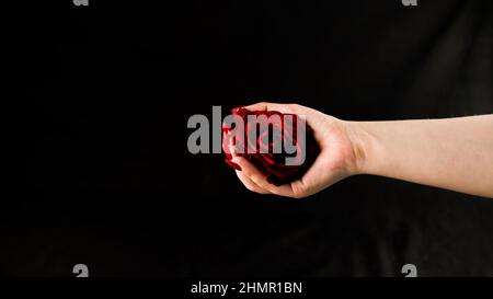 Crop persona che mostra rosa rossa. Da sopra di raccolto anonimo persona che dimostra fresco rosso rosa su sfondo nero. Foto Stock