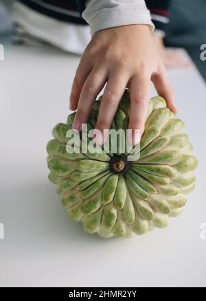 Bambino mano toccare cherimoya verde intero zucchero mela eshta frutta dall'Egitto Foto Stock