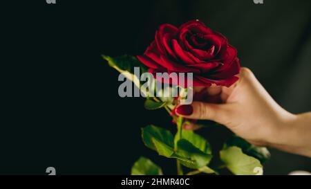 Crop persona con rosa rossa. Da sopra mano di raccolto di persona anonima che tiene rosso rosa con foglie verdi. Foto Stock