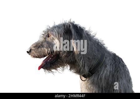 Wolfhound irlandese - un enorme cane grigio guarda di lato Foto Stock