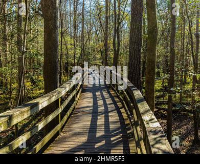 Passeggiata lungo il lungomare attraverso la foresta di latifoglie del fonomland, il Parco Nazionale di Congaree, Carolina del Sud, Stati Uniti Foto Stock