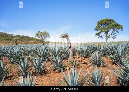 Bellissimo scatto di paesaggio di piante di agave per la produzione di tequila e alberi nei campi di Jalisco Foto Stock