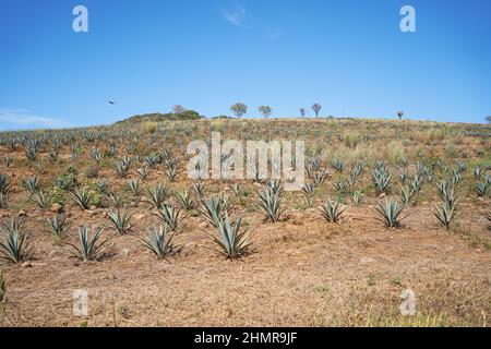 Bellissimo scatto di paesaggio di piante di agave per la produzione di tequila e alberi nei campi di Jalisco Foto Stock