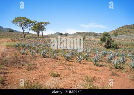 Bellissimo scatto di paesaggio di piante di agave per la produzione di tequila e alberi nei campi di Jalisco Foto Stock