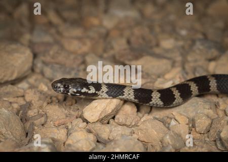 Primo piano di un serpente giovanile di Stefano (Hoplocephalus stefensii) una specie vulnerabile di serpente velenoso originario del nord del NSW e del sud del QLD Foto Stock