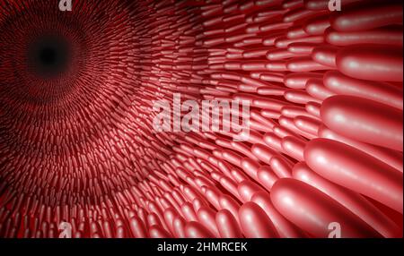 Concetto di anatomia dell'intestino interno come l'interno di un organo di digestione con villi intestinali e cripte. Foto Stock
