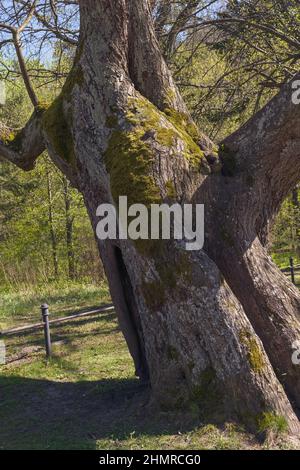 Primo piano vista di Linden - Tilia cordata di 400 anni a Svetlogorsk nella soleggiata primavera Foto Stock