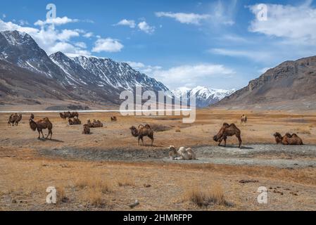 Pittoresco paesaggio primaverile con un branco di carini cammelli che pascolano nella steppa sullo sfondo di montagne innevate, cielo blu e nuvole. Altai, Rus Foto Stock