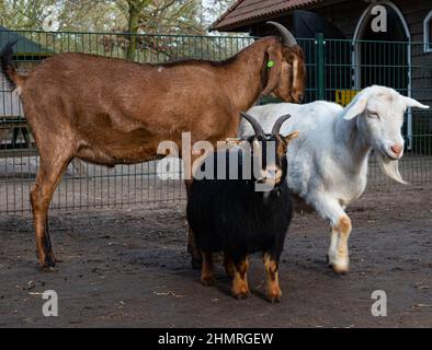 Capre multiple in uno zoo di animali domestici a Heemstede, Paesi Bassi, senza persone nella scena Foto Stock