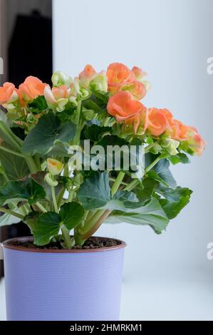 Una pianta ibrida di Begonia con fiori doppi di arancio rosso spettacolare. Fiori di arancio delicati di ampel Begonia. Fuoco selettivo Foto Stock