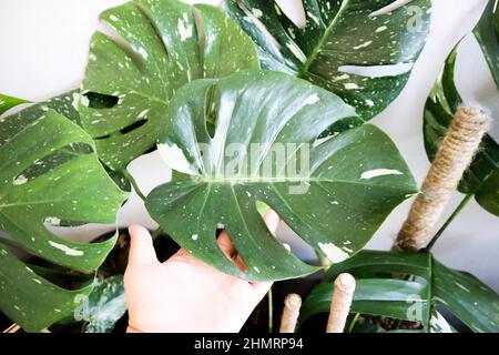 Monstera Thai Constellation, Monstera, Herricane Plant o Swiss Cheese Plant Foto Stock