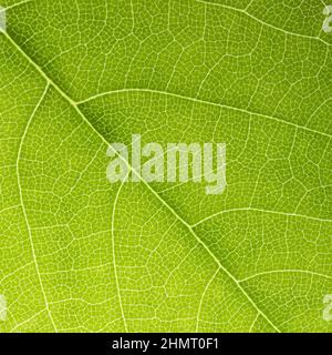 Verde foglia sfondo texture Foto Stock
