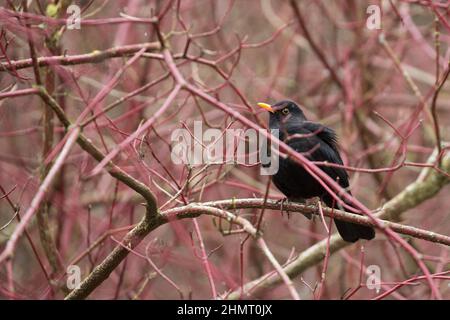 Blackbird su un albero nella foresta Foto Stock