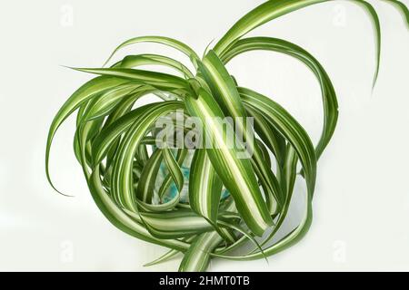 chlorophytum comosum, pianta della casa del ragno sempreverde pianta perenne di fioritura Foto Stock