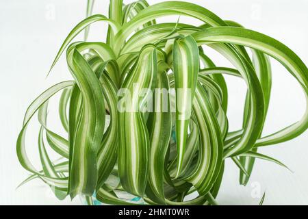 chlorophytum comosum, pianta della casa del ragno sempreverde pianta perenne di fioritura Foto Stock