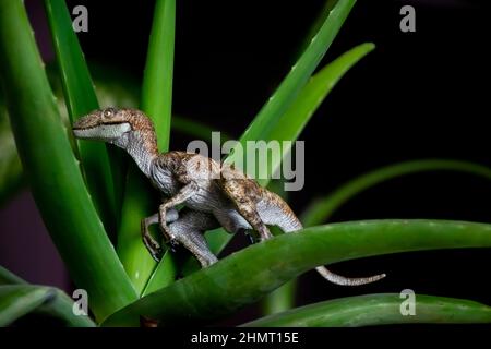 Molto realistico velociraptor figurine primo piano vista laterale girato al buio su foglie verdi della pianta di Aloe vera. Sfondo sfocato scuro. Foto Stock