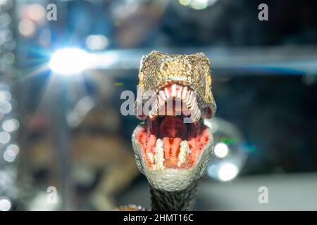 Attacco di un profilo velociraptor primo piano bocca anteriore larga aperta . Occhi gialli, denti bianchi, lingua rossa, mucosa, gola, retroilluminazione sfocata. Foto Stock