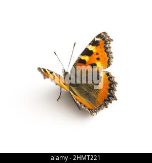 Farfalla arancione macchie nere MajesticSensor su sfondo bianco Foto Stock