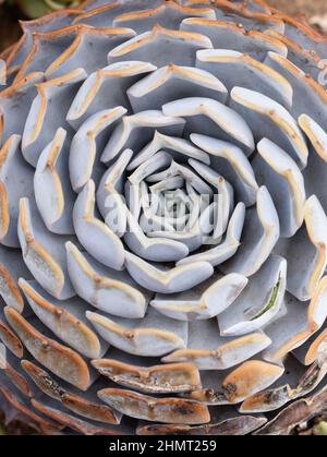 Primo piano su foglie di fantasma echeveria Echeveria lilacina Foto Stock