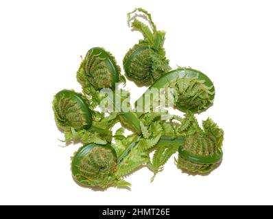 Nuove foglie verdi commestibili di Ostrich fern Matteuccia struthiopteris su sfondo bianco Foto Stock