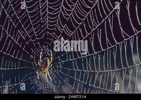 Ragno sulla sua rete con gocce d'acqua, tessitore di erbe coronate; Araneus diadematus; Araneidae Foto Stock
