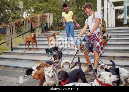 Cani su strade al guinzaglio con sorridente professionale dog walker Foto Stock