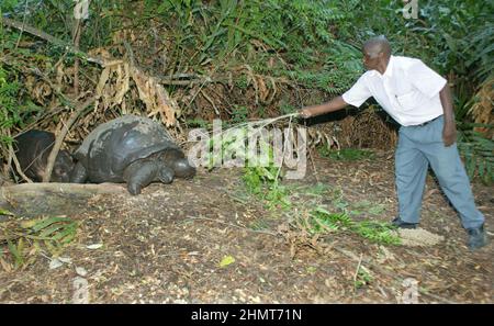 IL CUSTODE STEPHEN TUEI ATTIRA MZEE E OWEN DAL LORO LUOGO DI RIPOSO DIURNO AL SANTUARIO DELLA FAUNA SELVATICA DI HALLER PARK, IN MODO CHE OWEN POSSA ESSERE NUTRITO DEI SUOI INTEGRATORI ALIMENTARI. IL BAMBINO HIPPO OWEN CHE È STATO SEPARATO DALLA MADRE DURANTE IL GIORNO DI BOXE TSUNAMI E SALVATO E REHOMED AL LAFARGE WILDLIFE SANCTUARY A MOMBASSA, KENYA, HA COLPITO UN SORPRENDENTE SURROGATO MADRE-FIGLIO RAPPORTO CON 130 ANNI MZEE, UNA TARTARUGA GIGANTE. MOMBASSA. KENYA. IMMAGINE: GARYROBERTSPHOTO.COM Foto Stock