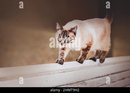 Carino bello tabby gatto passeggiate sul retro di una panca bianca vecchia nel parco. Un animale domestico a piedi. Foto Stock