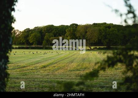 Campi di insilato in una fattoria casearia inglese Foto Stock