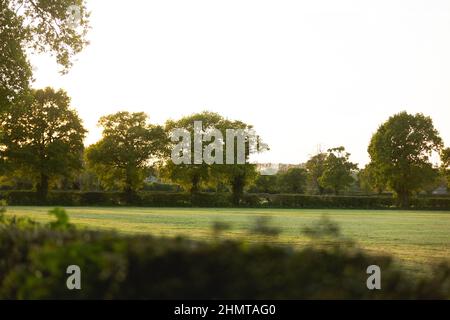 Campi di insilato in una fattoria casearia inglese Foto Stock