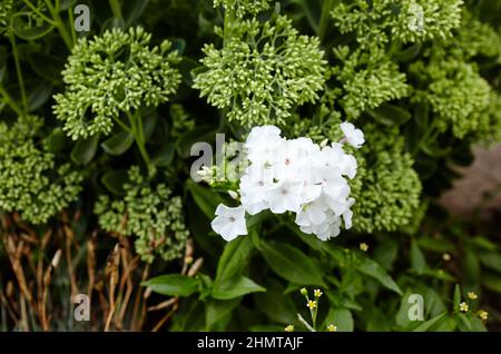 Fiori bianchi phlox paniculata. Cespuglio fiorito di bella flox in giardino in luce estiva. Nome di famiglia Polemoniaceae, nome scientifico Phlox. Blu Foto Stock