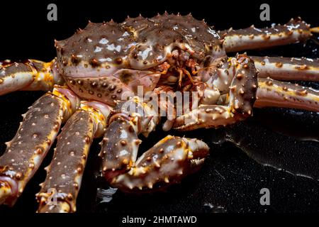 RAW vivo Kammatka granchio Paralithodes camtschatica, isolato su uno sfondo nero Foto Stock