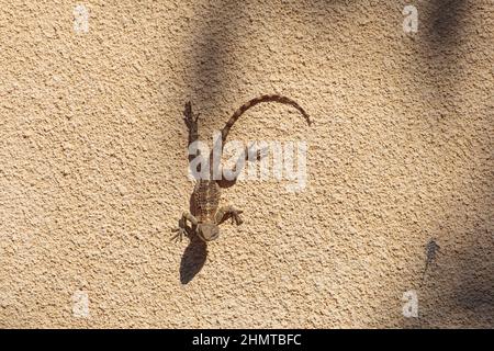 Roughtail da lucertola per adulti Rock AGAMA (Stellagama stellio) su un muro di pietra a Cipro Foto Stock