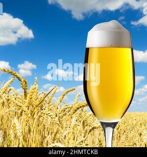 Tulipano di birra in un campo di grano Foto Stock