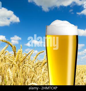 Bicchiere di birra in un campo di mais Foto Stock