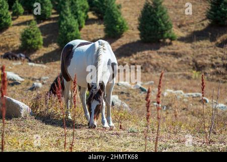 Un bel cavallo bianco con macchie marroni si sgrana su un pittoresco pascolo di montagna. Foto Stock