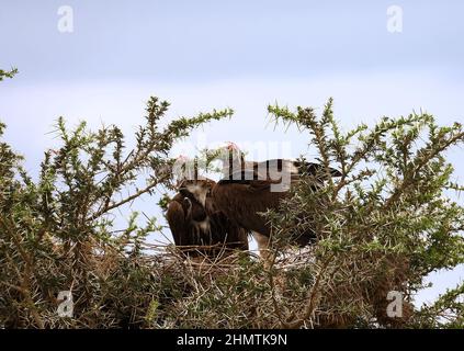 2 avvoltoi di Lappet-faccia, nido, albero spinoso, uccelli di preda, coppia, Fauna selvatica, animale, Torgos tracheliotos, Parco Nazionale del Serengeti, Tanzania, Africa Foto Stock