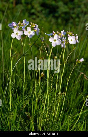 La cardamina pratensis (fiore a cucù) è un'erba perenne originaria della maggior parte dell'Europa e dell'Asia occidentale che cresce in prati e prati umidi. Foto Stock