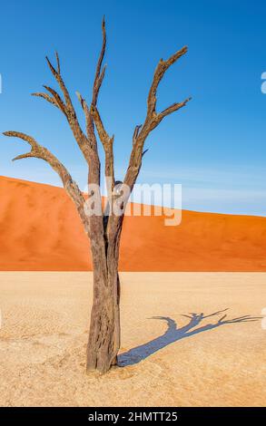 Deadvlei è un argilla bianca pan si trova vicino alla più famosa salina di Sossusvlei, all'interno del Parco Namib-Naukluft in Namibia. Foto Stock