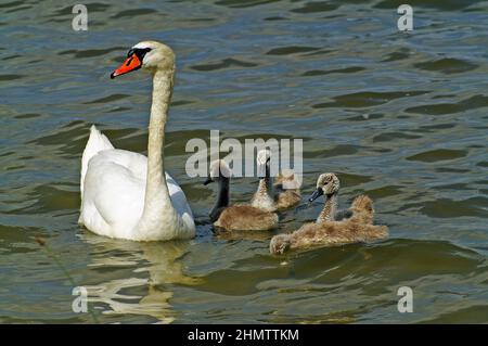 Jezioro Wieleńskie Brenno, Wielkopolska, Grande Polonia, Großpolen, Polen, Polska; cigno con pulcini che nuotano sul lago; Schwan mit Küken auf dem See Foto Stock