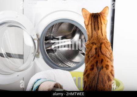 Il gatto guarda la lavatrice. Vista dal retro. Foto Stock