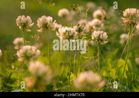 Trifolium pratense, il trifoglio bianco nel prato. Foto Stock