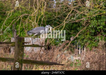 Erone grigio (Ardea Cinerea) con un pulcino giovane morto in bocca seduto su una recinzione scomposta nella campagna del suffolk Foto Stock