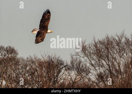 Volo in aquila calva per adulti Foto Stock