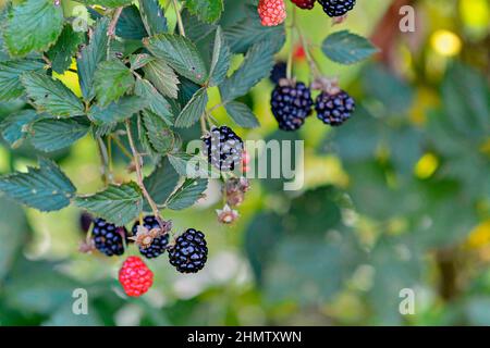 Ribes maturi sulla vite in estate Foto Stock