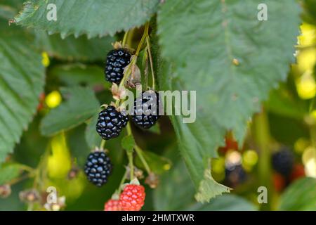 Ribes maturi sulla vite in estate Foto Stock