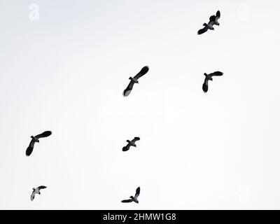Lapwings vola a Leighton Moss, Lake District, Regno Unito. Foto Stock