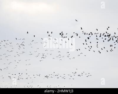 Lapwings vola a Leighton Moss, Lake District, Regno Unito. Foto Stock