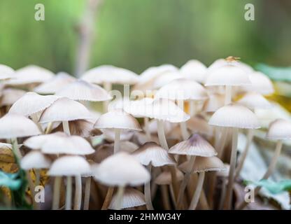 Mazzo di funghi selvatici nella foresta. Foto Stock