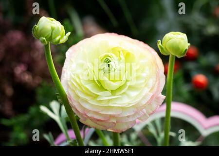 Bella fresca Ranunculus fiore o Buttercup e germogli Foto Stock